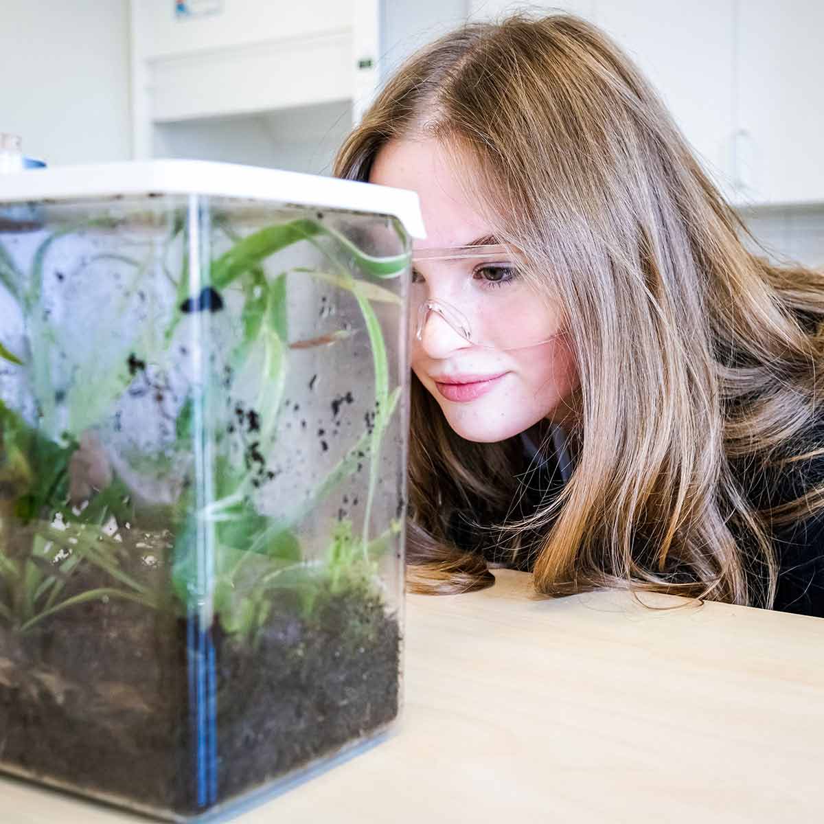 Elev tittar in i odling i ett labb.